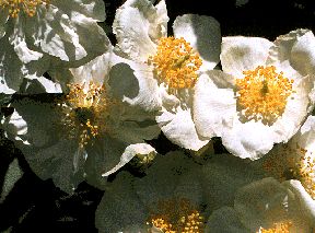 Carpenteria californica.jpg